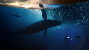 Blue Planet Live — foto 2