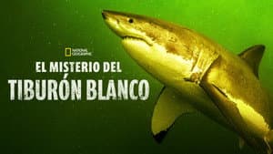 Return of the White Shark — foto 4