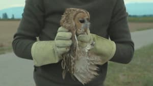 L'Île aux oiseaux — foto 1