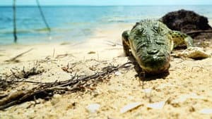 Life and Death in Paradise: Crocs of the Caribbean — foto 2