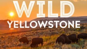 Wild Yellowstone — foto 8