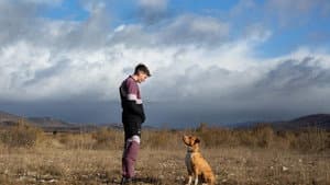 Chien de la casse — foto 6