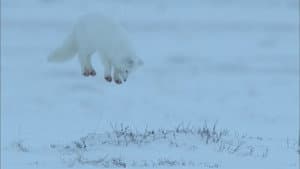 Life In The Snow — foto 3