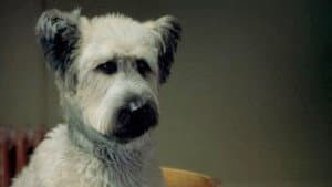 The Karate Dog — foto 3