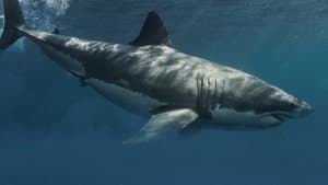 Shark Below Zero — foto 7