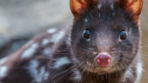 Quoll Farm — foto 4