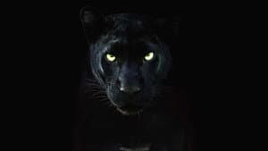 The Real Black Panther — foto 3