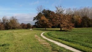 Running Fields II — foto 1