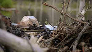 Nature, le retour du sauvage — foto 2