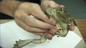Deep Toad — foto 3