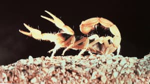 El Desierto Viviente — foto 3
