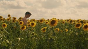 Sunflower — foto 5