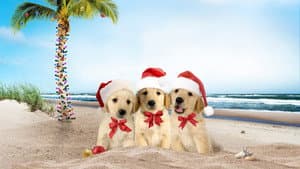 3 Holiday Tails — foto 4