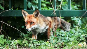 Berlin ganz wild — foto 1