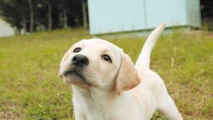 きな子〜見習い警察犬の物語 — foto 1