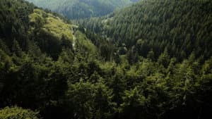 Dorians — foto 1