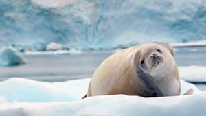 Antártica: En Búsqueda de la Adaptación — foto 1