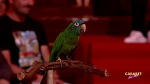 Episodio 4