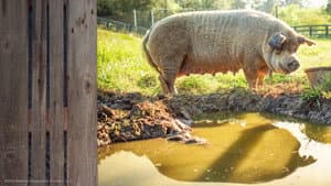 Mi gran pequeña granja: El regreso — foto 9