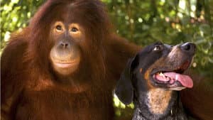 Animal Odd Couples — foto 2