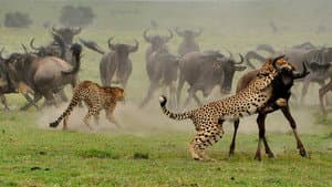 Wild Covid, pandemia salvaje — foto 2