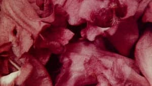 Bark-Rind — foto 10