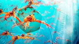 Spy in the Ocean — foto 1