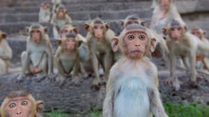 Monkey Planet — foto 5