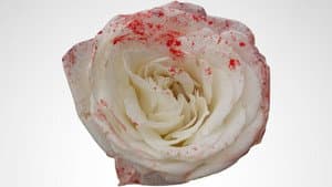 Roses and Thorns — foto 1