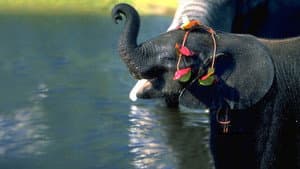 Whispers: An Elephant's Tale — foto 3