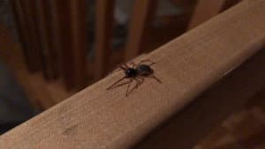 The Arachnophobe — foto 1