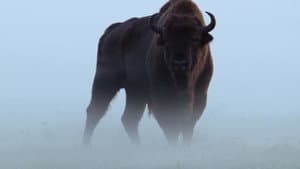 Le Bison d'Europe, colosse de la forêt — foto 1