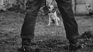 Le Chien — foto 12