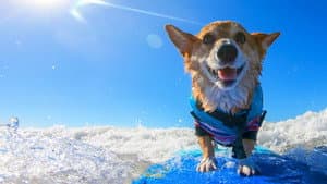 It's a Dog's Life with Bill Farmer — foto 11