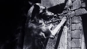 Dracula's Dog — foto 5