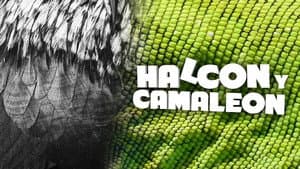 Halcón y camaleón — foto 1