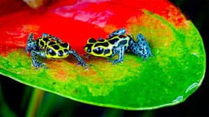 Nature's Microworlds — foto 1
