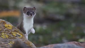Weasels: Feisty and Fearless — foto 1