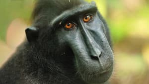 Islands in Time: A Wildlife Odyssey — foto 1