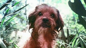 Benji — foto 8