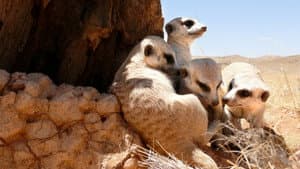 Clan of the Meerkat — foto 5
