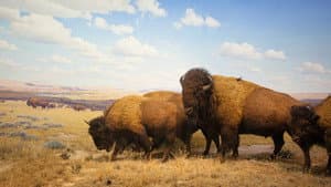 Yellowstone — foto 4