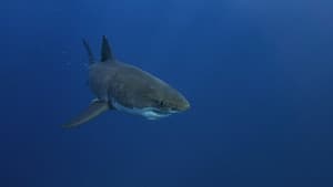 Lost Sharks of Easter Island — foto 2