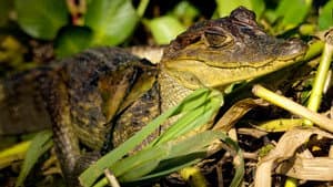 Equator's Wild Secrets — foto 8