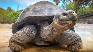 Galapagos — foto 3