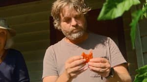 Tomates
