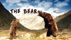 El oso — foto 7