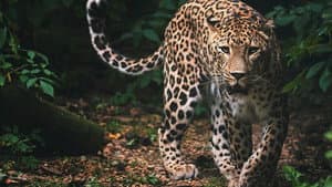Sri Lanka: Leopard Dynasty — foto 1