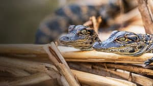 Prowlers of the Everglades — foto 1