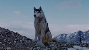 Nikki, Wild Dog of the North — foto 1
